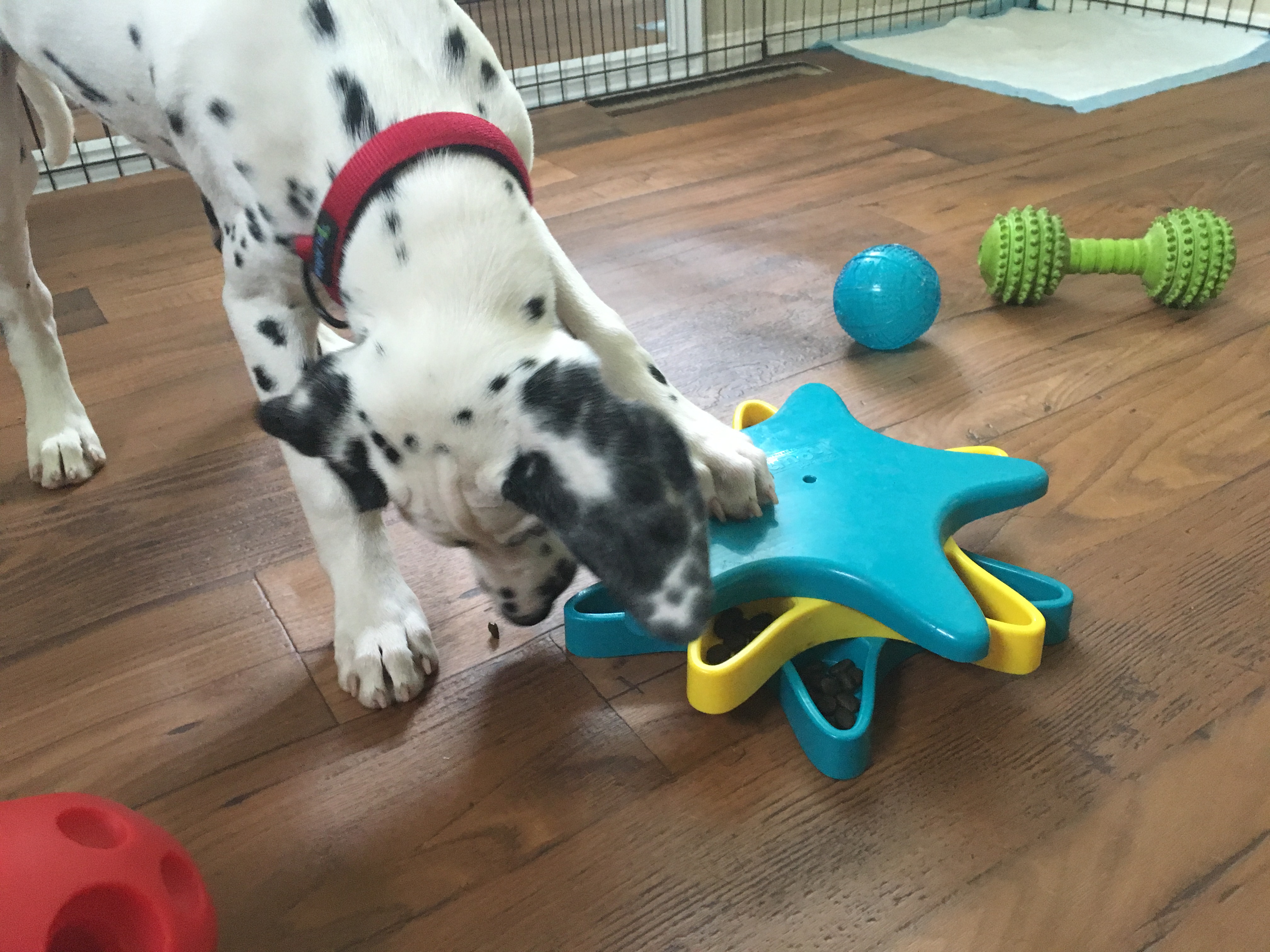 Feeding Tips to Increase Your Pup's Intelligence: Dog Gone Problems
