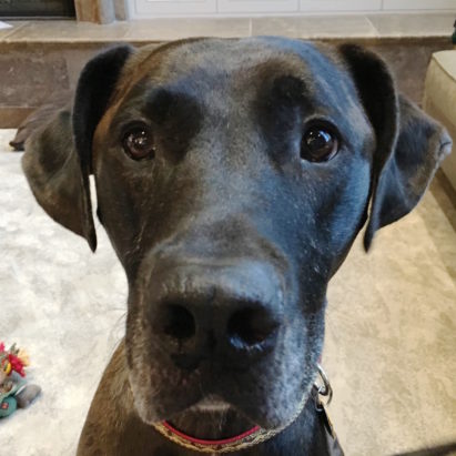 Ruger crop - Stopping a Dane Mixes' Aggressive Behavior to His New Family's Father