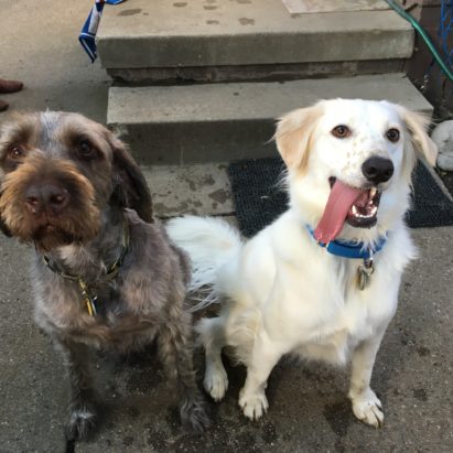 Buddy and Duke - A High Energy Golden Retriever / Brittney Mix Learns to Respect His Family