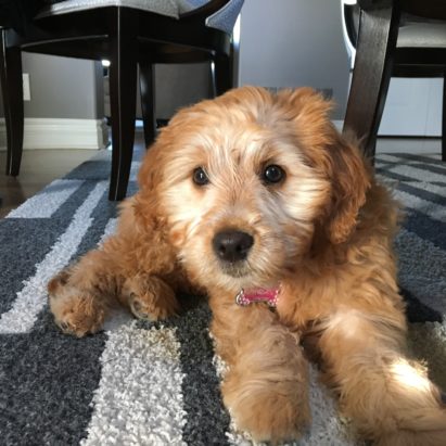 Charlie Labradoodle puppy Waterloo crop - Some Potty Training Tips and Secrets Help a Goldendoodle Puppy Learn to Stop Having Accidents
