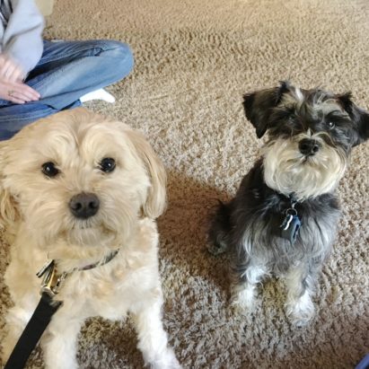 Ivy and Ryder - Taming and Kennel Training a Wild and Excited Shih Poo in Omaha