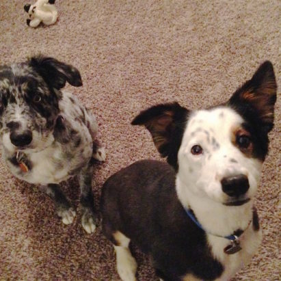 Joey and Willie crop - A Pair of Australian Shepherd Mixes Get Some Obedience and Leash Training