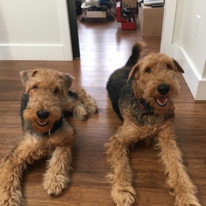 Moose and Rosie - Obedience and Leash Training a Pair of Airedale Terriers in Los Angeles