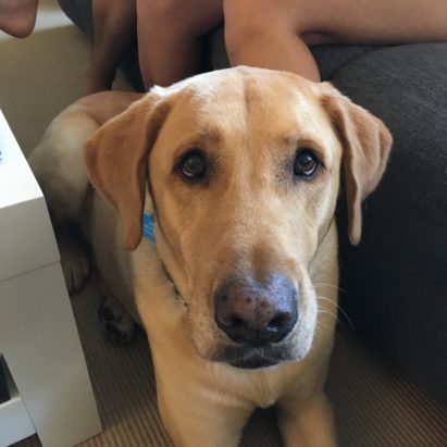 Scout Santa Monica Yellow Lab - Helping a Nervous Lab in Santa Monica Regain His Confidence