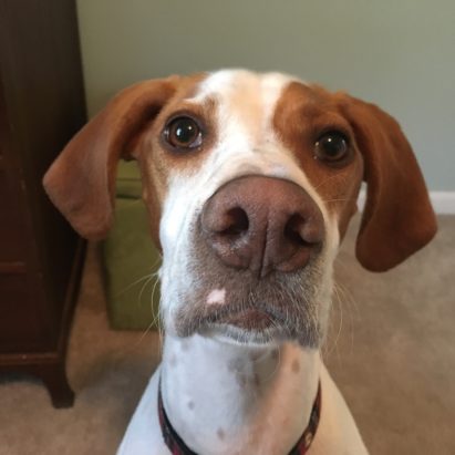 Woody - Some Crate Training Helps a Pointer Mix Get Over His Separation Anxiety
