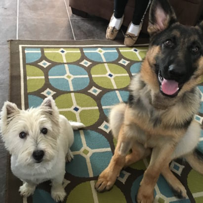 Yoda and Cope crop - Puppy Training Helps a German Shepherd Bounce Back from a Surgery Complication