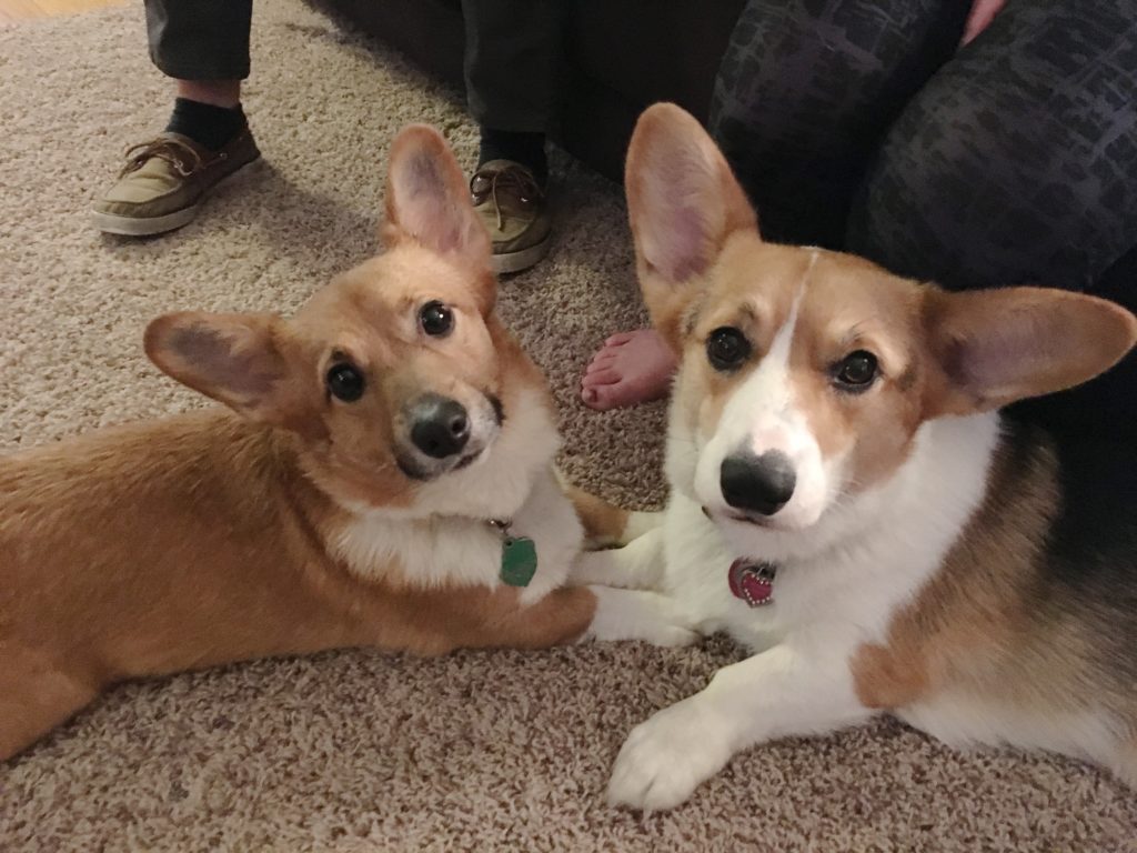 Training a Pair of Corgi's Stop Fighting and Running Out ...