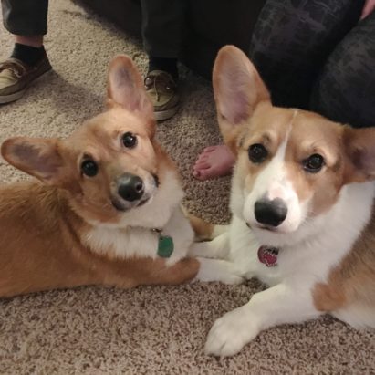 Bo and Winnie 1 - Training a Pair of Corgi's Stop Fighting and Running Out the Door