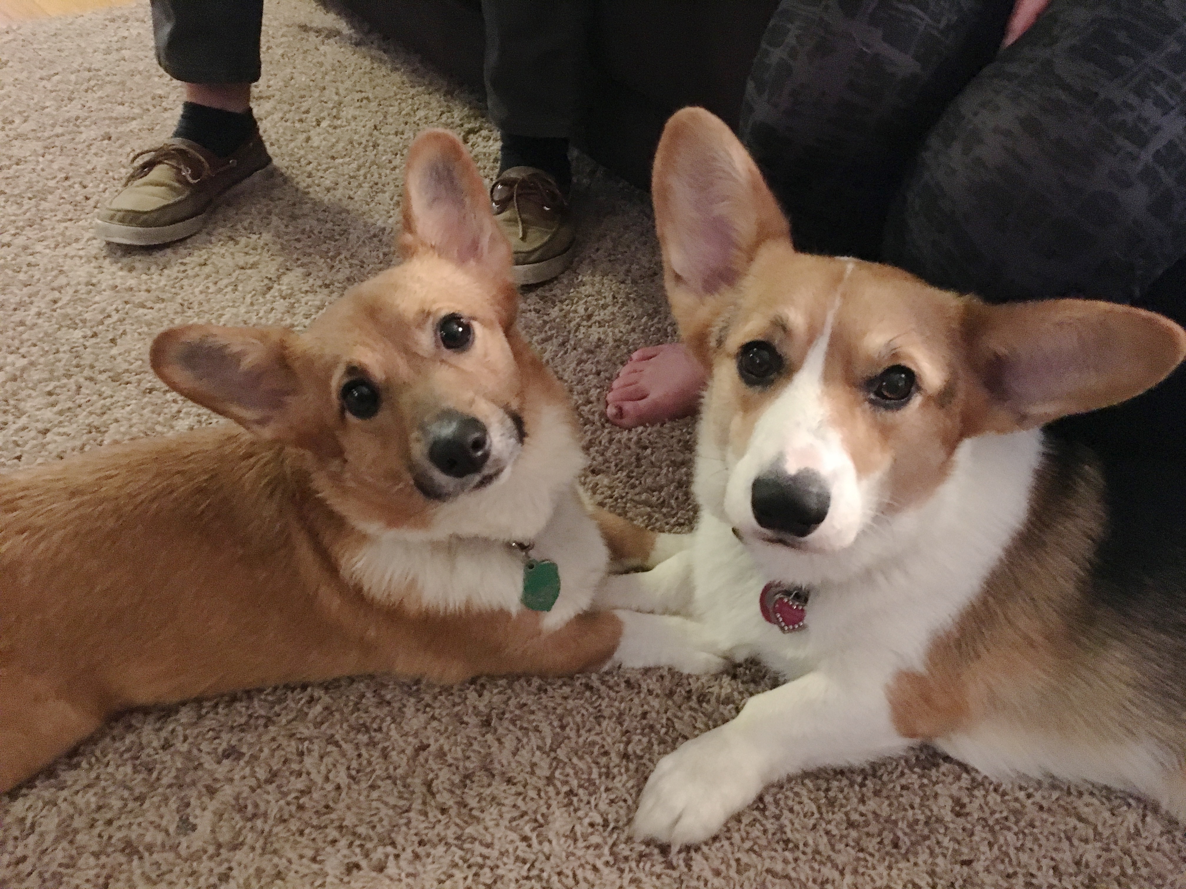 Training a Pair of Corgi's Stop Fighting and Running Out ...