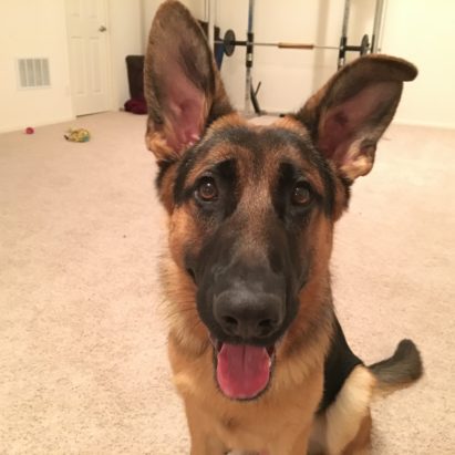 Max GSD in Omaha - Some Leash Training Helps a German Shepherd Puppy Learn to Heel