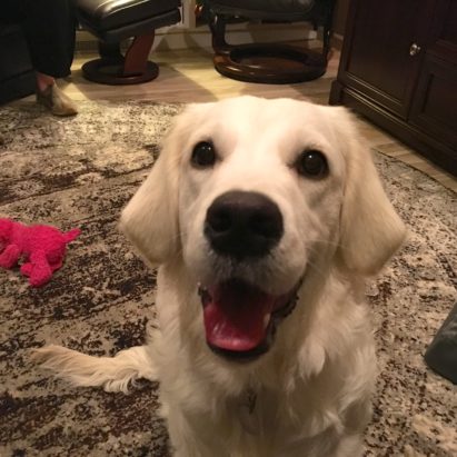 Serenity - Puppy Training Helps an English Cream Retriever Get Over Some Fears