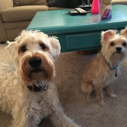 Murphy and Mya - Positive Reinforcement Helps a Nervous Wheaton Terrier Stop Fearing Strangers