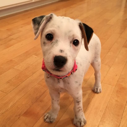 Olive crop - Early Socialization and Puppy Potty Training to Help a Jack Russell Terrier Named Olive