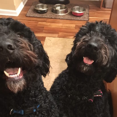 Roxie and Oreo crop - A Little Obedience Training Helps a Pair of Goldendoodles Stop Charging the Front Door