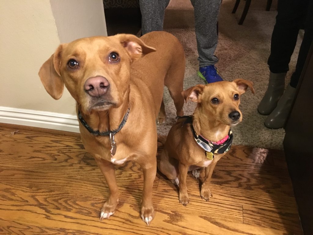 Abbey and Penny Mae Day - How to Potty Train an Adult Dog Who Starts Peeing in the House Again
