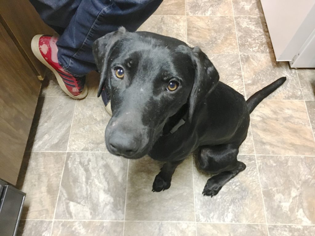 Diesel Healer Weim Mix - How to Teach a Puppy to Not Growl at New People