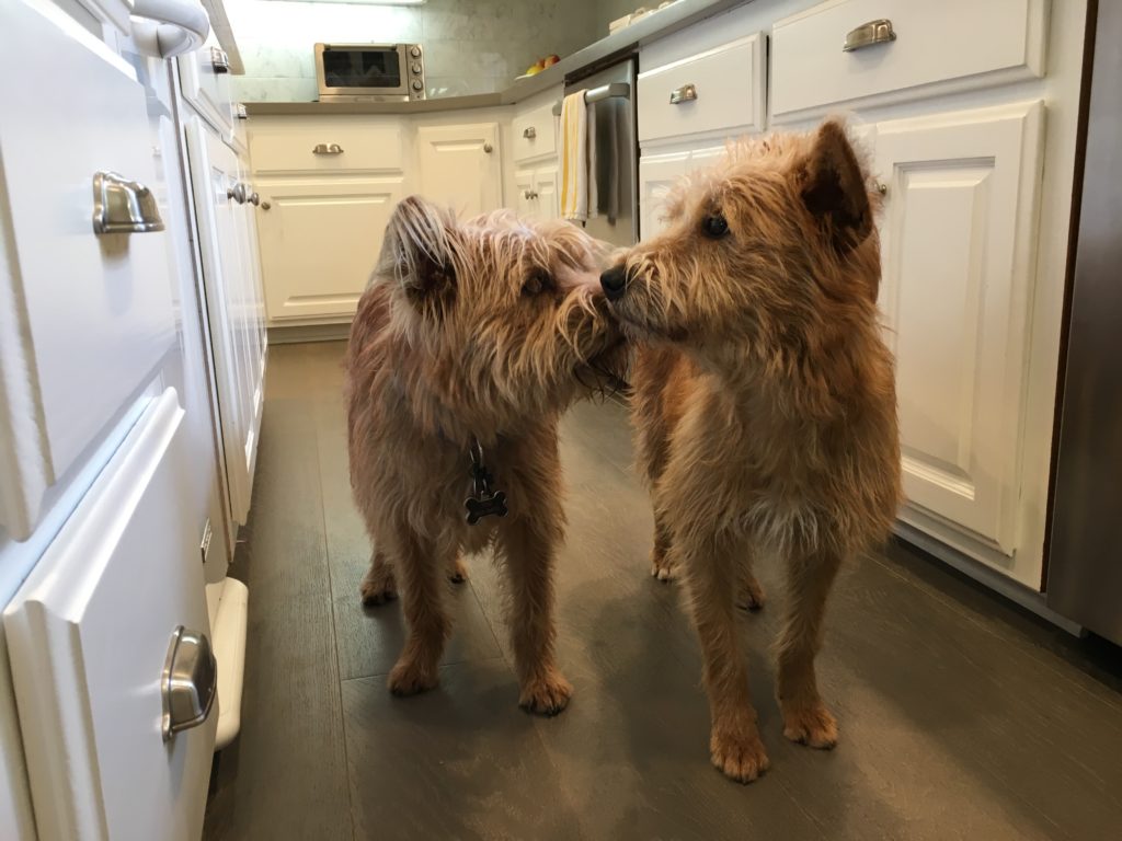 Georgie and Hamilton 2017 - Dog training tricks teach a pair of terriers to stay and walk in a heel