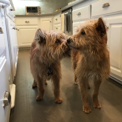Georgie and Hamilton 2017 - Dog training tricks teach a pair of terriers to stay and walk in a heel
