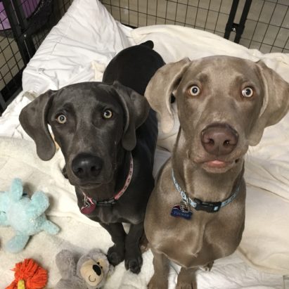Lyly and Tucker - Great Puppy Training Tips Stop a Pair of Weimaraners From Nipping and Mouthing