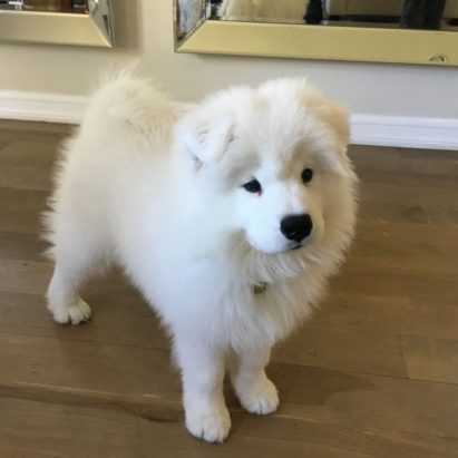 Mika Cheviot Hills - Tricks for Training a Samoyed Puppy to Heel in Cheviot Hills