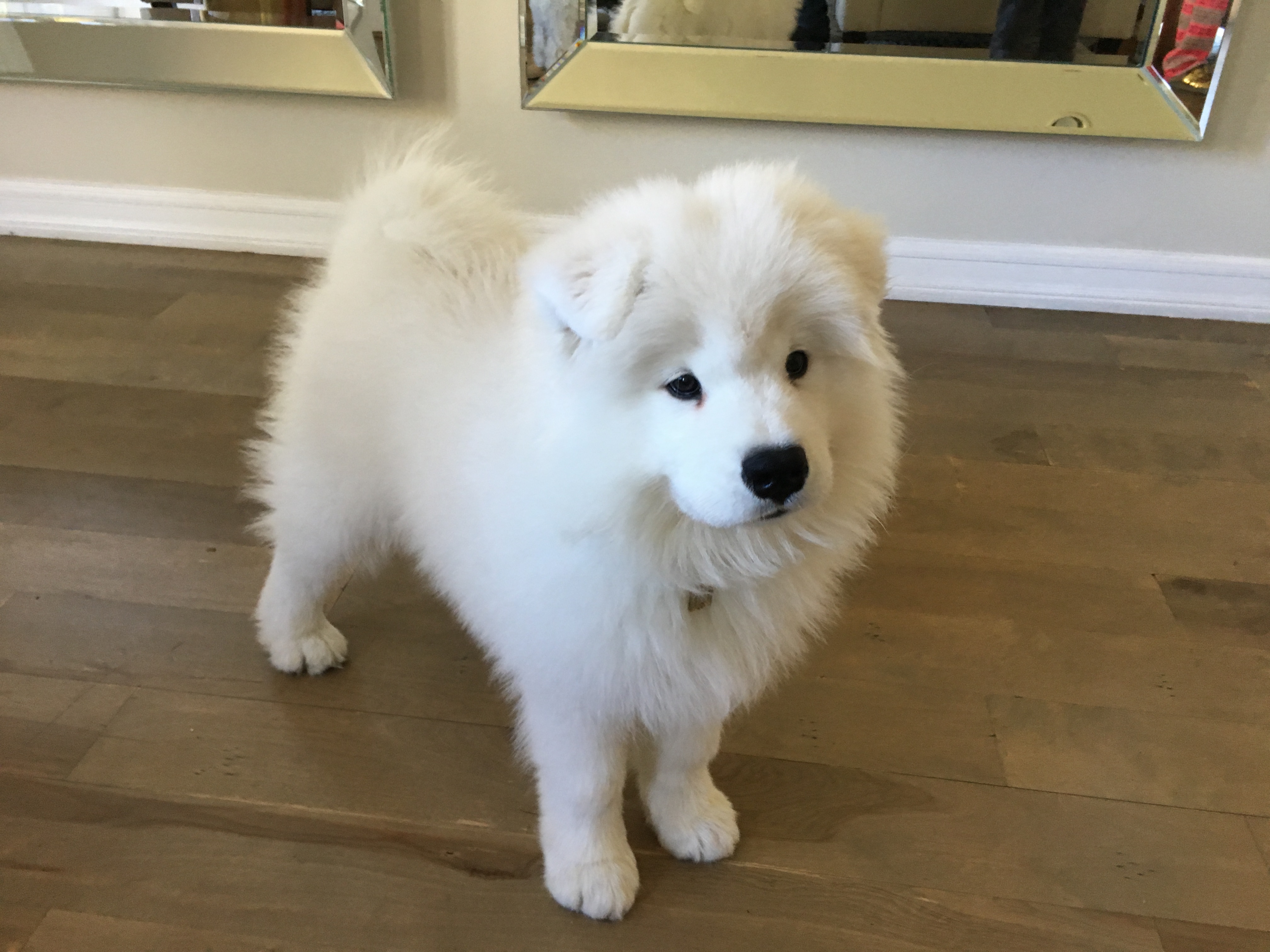 Samoyed Poodle Mix Puppies For Sale - Goldenacresdogs.com