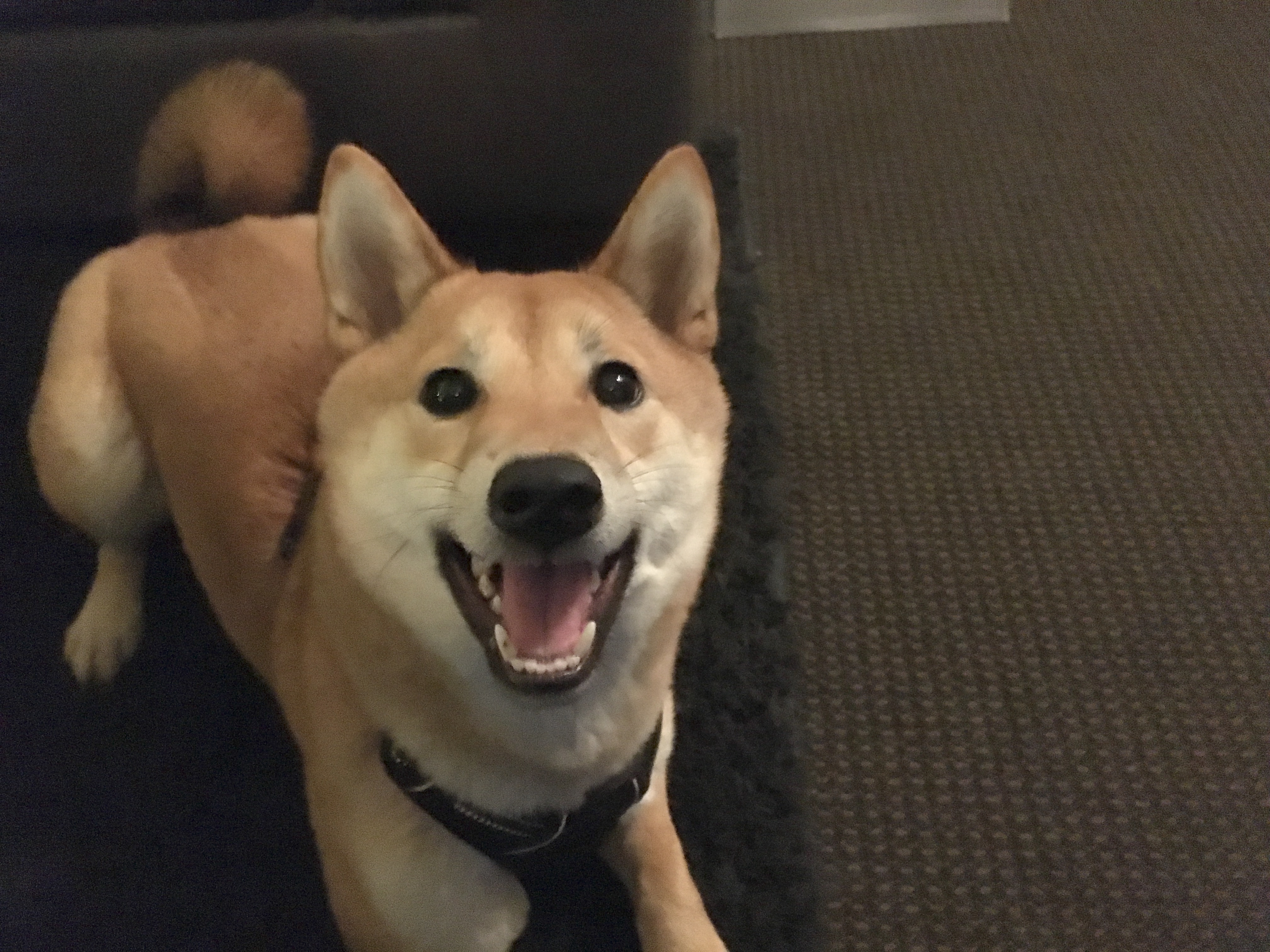 Free Tips to Train a Shiba Inu to Come When Called Dog