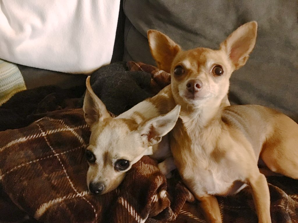 Annabelle and Roxy West Hollywood - A List of Dog Training Secrets That Helped a Pair of Chihuahua's Learn to Stop Barking