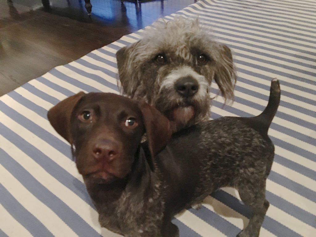 Crosby and Tallulah - How to Easily Potty Train a Puppy and Other Puppy Training Secrets