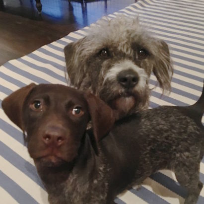 Crosby and Tallulah crop - How to Easily Potty Train a Puppy and Other Puppy Training Secrets