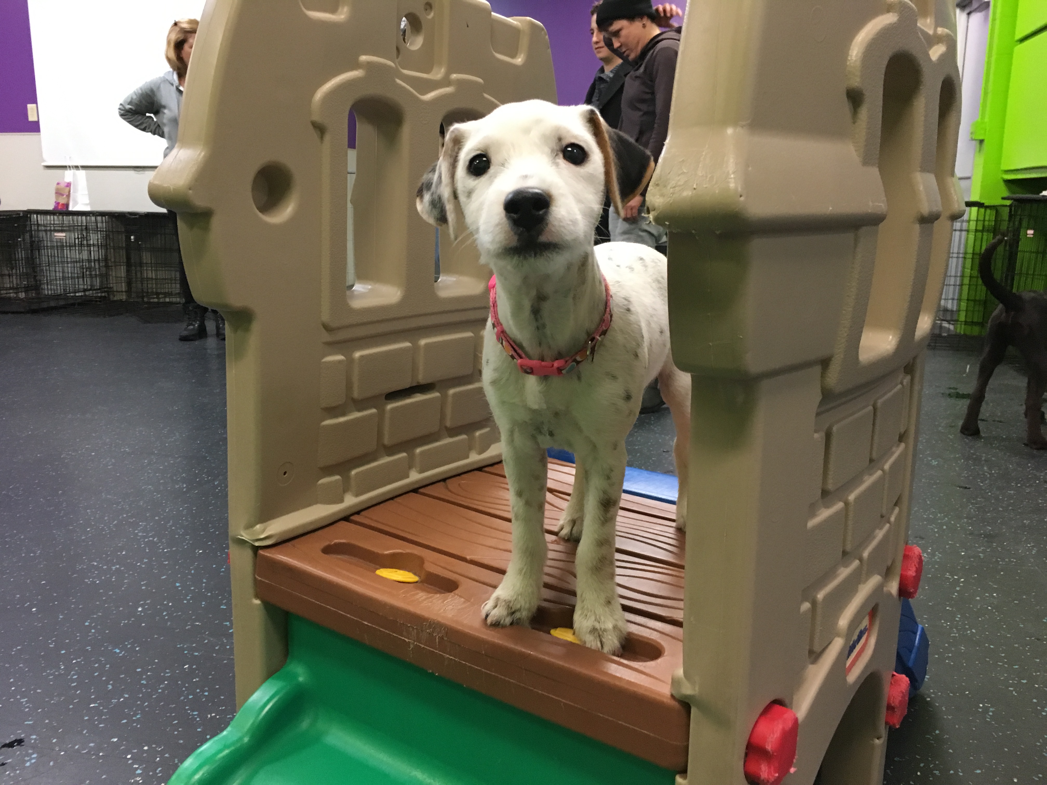 Omaha's Best Puppy Socialization Class 