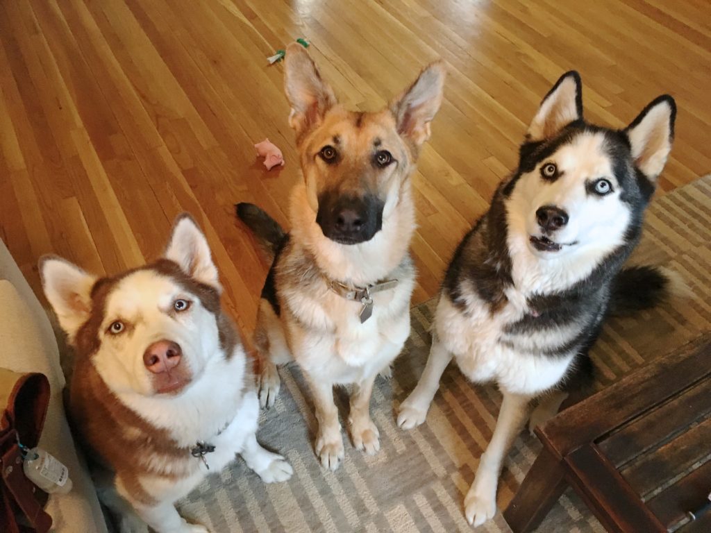 Loki Nala Junior - A List of Free Tips To Help a Trio of Dogs Learn to Listen to and Respect Their Guardians