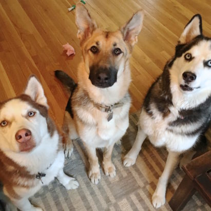 Loki Nala and Junior crop - A List of Free Tips To Help a Trio of Dogs Learn to Listen to and Respect Their Guardians