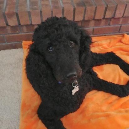 Ruby Standard Poodle 1 - Training a Standard Poodle to Behave Better at the Door When Guests Arrive