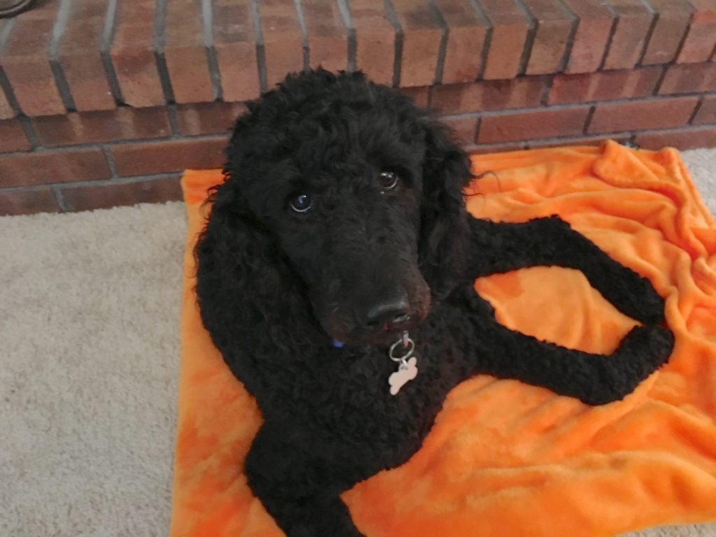 Ruby Standard Poodle - Training a Standard Poodle to Behave Better at the Door When Guests Arrive