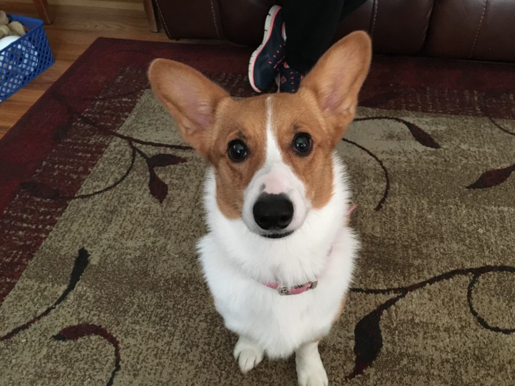 Stella - Tricks to Train a Corgi to Fetch to Drain Her Excess Energy and Help Her Listen