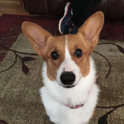 Stella crop - Tricks to Train a Corgi to Fetch to Drain Her Excess Energy and Help Her Listen