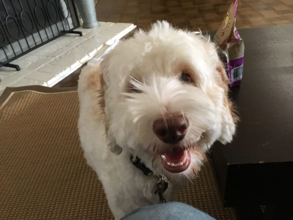 Trib - Changing a Labradoodle's Perception of Authority to Stop His Bad Behavior at Home and on Walks