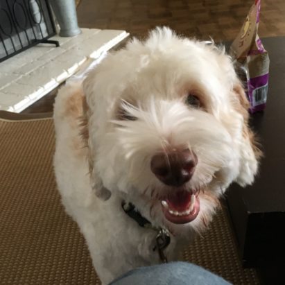 Trib - Changing a Labradoodle's Perception of Authority to Stop His Bad Behavior at Home and on Walks