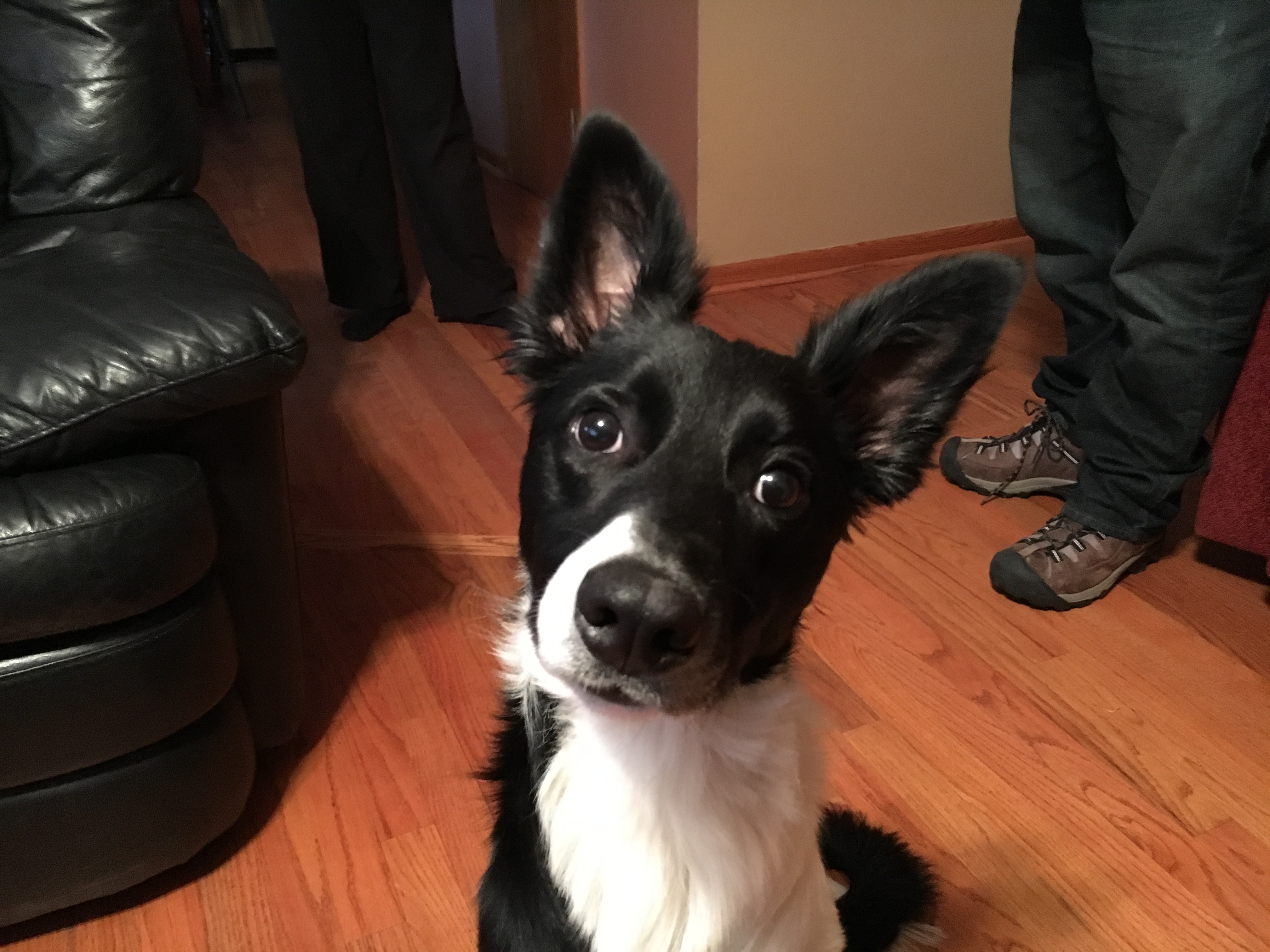 collie and terrier mix
