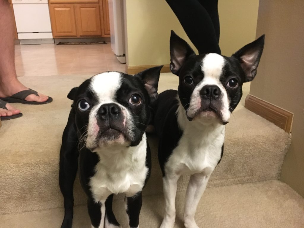 Helping a Pair of Boston Terrier Puppies Learn to Calm