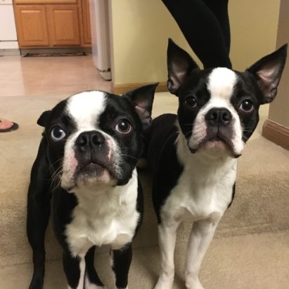 Huck and Bo - Helping a Pair of Boston Terrier Puppies Learn to Calm Down and Listen