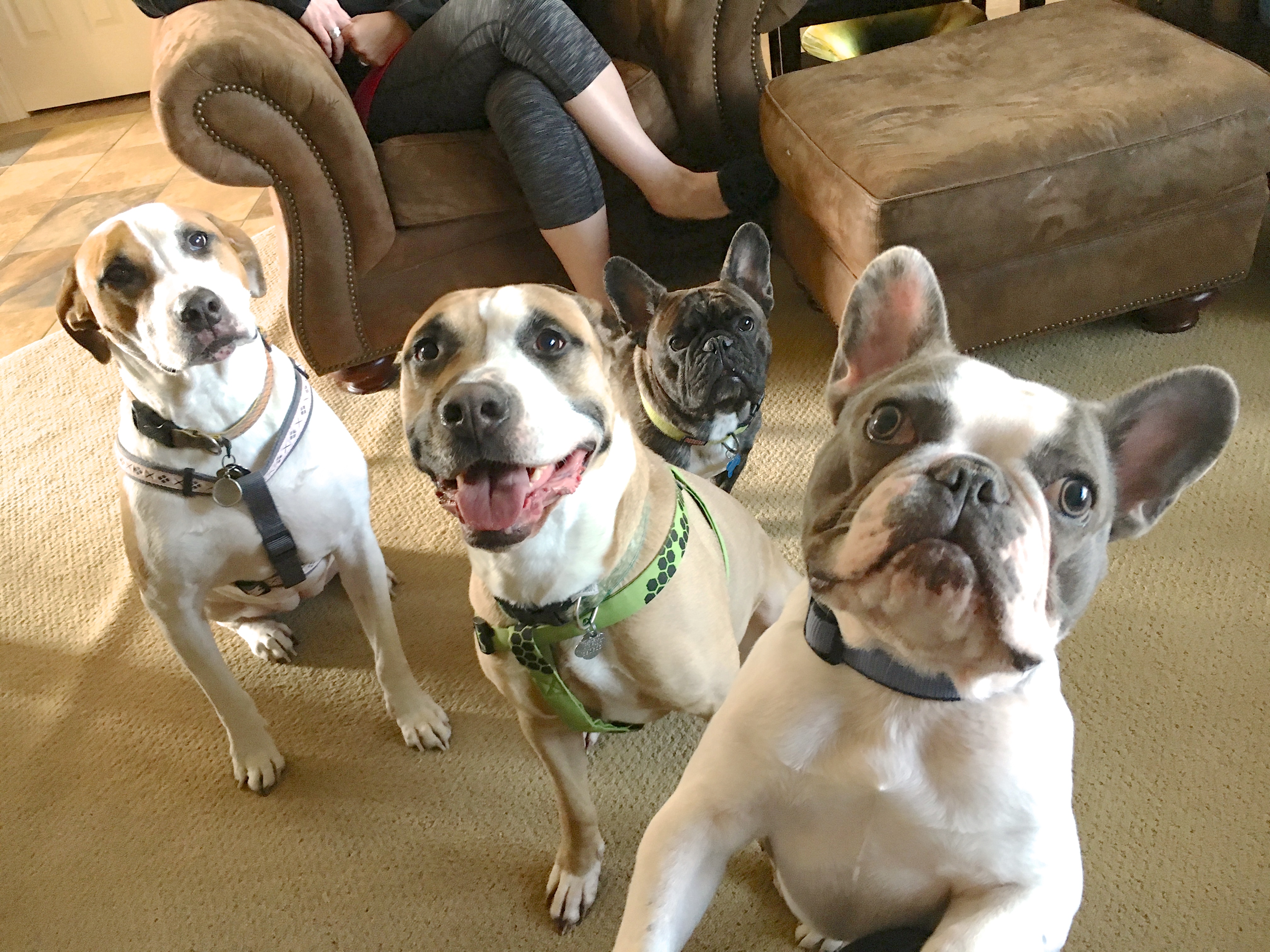 Maddie Charlie Stich and Capone - How to Tame a Wild and Crazy Pack of Dogs in Omaha