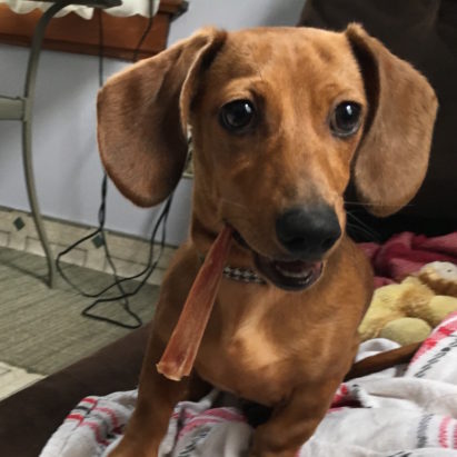 Penny Mini Daschund crop - Tips for Puppy Potty Training and a Trick to Stop Chewing