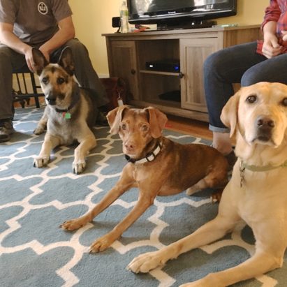 Mac Jack and Chloe - Why Adding Rules and Structure Helped a Pack of Dogs Learn to Get Along