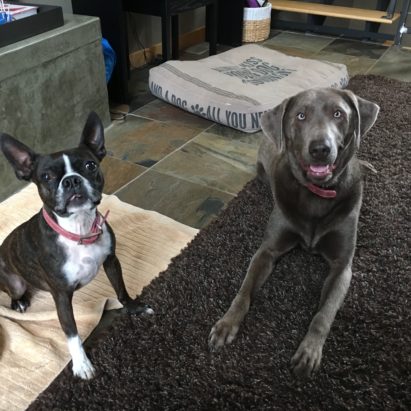 Ziggy and Marley - How Adding Rules and Structure Helped a Pair of Dogs Stop their Occasional Beefing