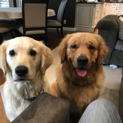 Duke and Hubert - Training Tips Help a Pair of Golden Retrievers Learn to Listen to their Guardians
