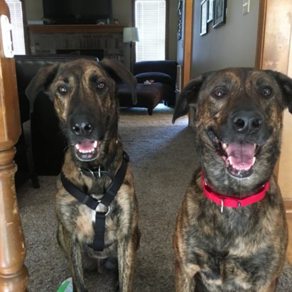 Nash and Jazz - Tapping into a Dog's Ability to Focus to Improve its Behavior