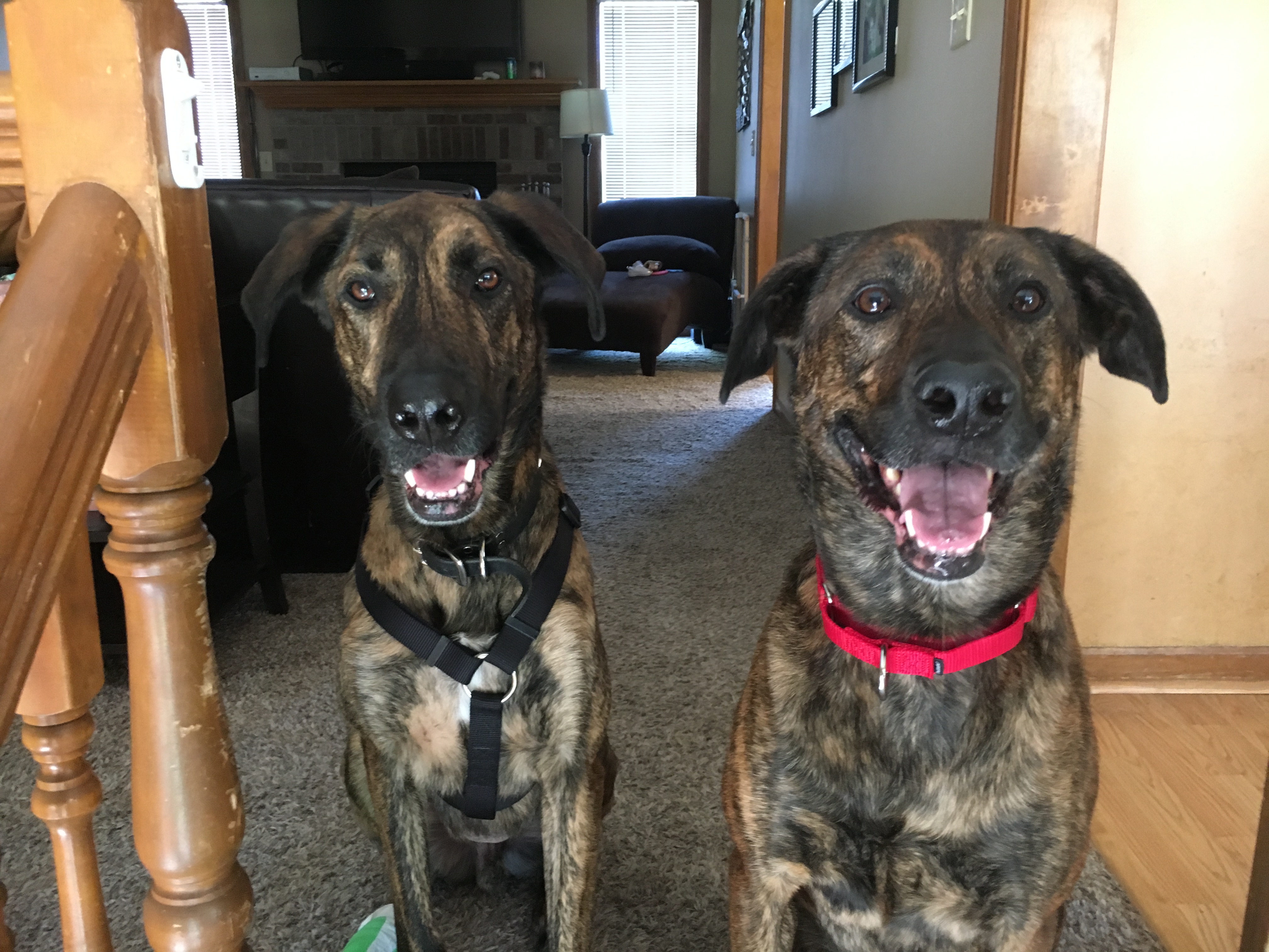 Nash and Jazz - Tapping into a Dog's Ability to Focus to Improve its Behavior