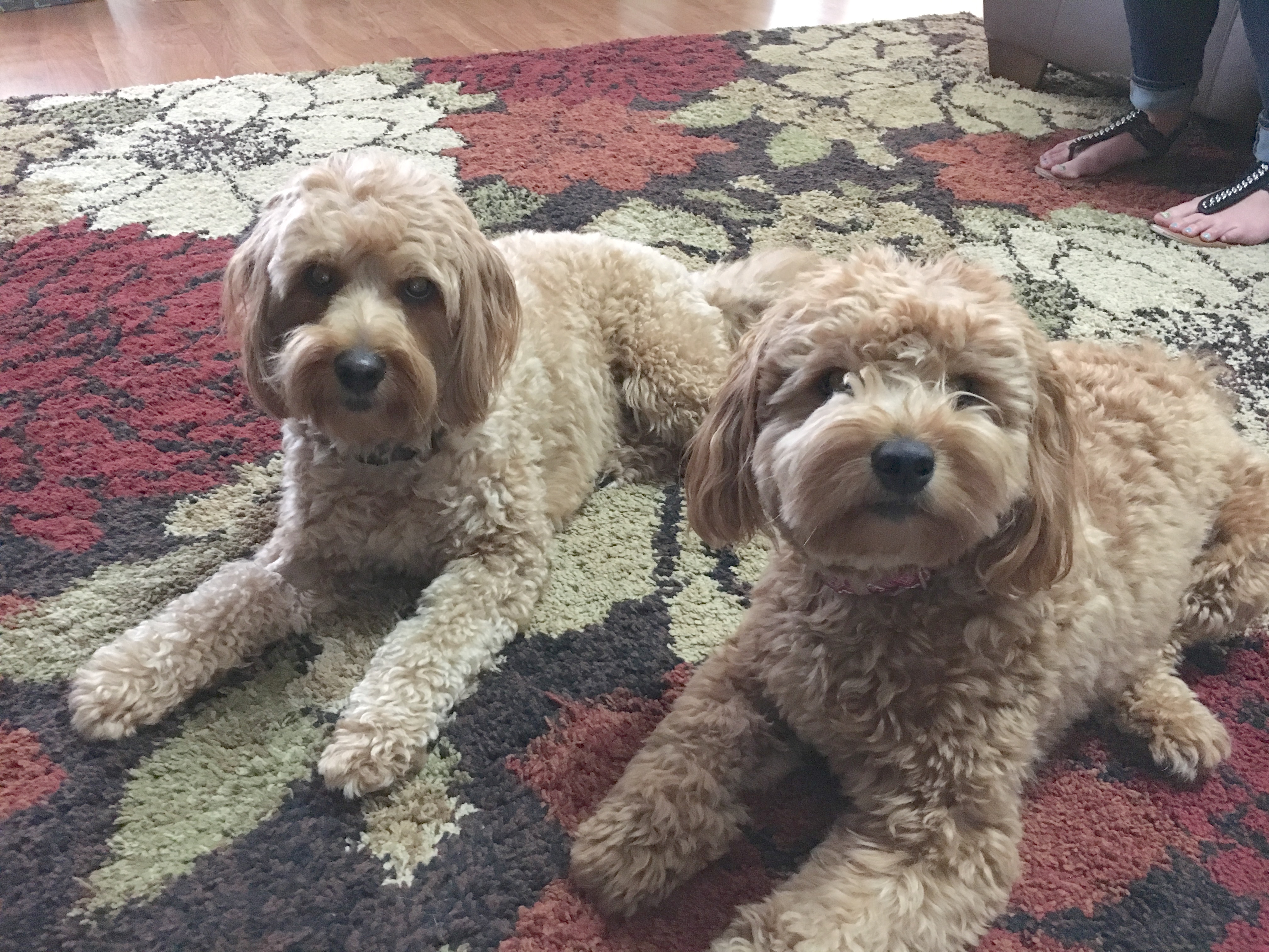 Penny and Berkley in Omaha - Great Tips on How to Stop a Dog From Resource Guarding