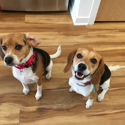 Regis and Bennett - How to Stop a Pair of Beagles from Getting Too Excited to Listen on Walks